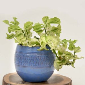 Blue Vase
