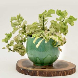 Green Vase